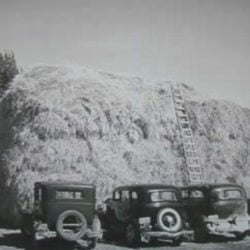 Old Sedans Parked At The Haystack