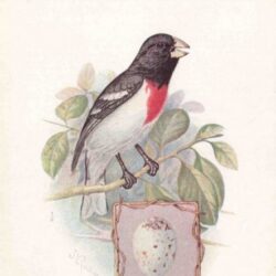 American Singer Series Set Of 16